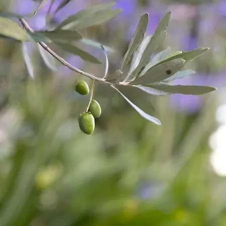 A L'ombre Du Tilleul ベッド・アンド・ブレックファスト Berneuil