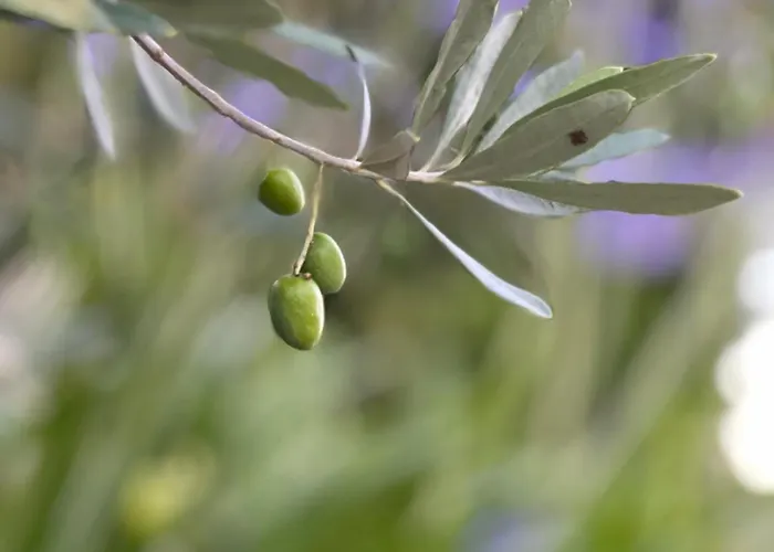 A L'ombre Du Tilleul Bed & Breakfast Berneuil (Charente)