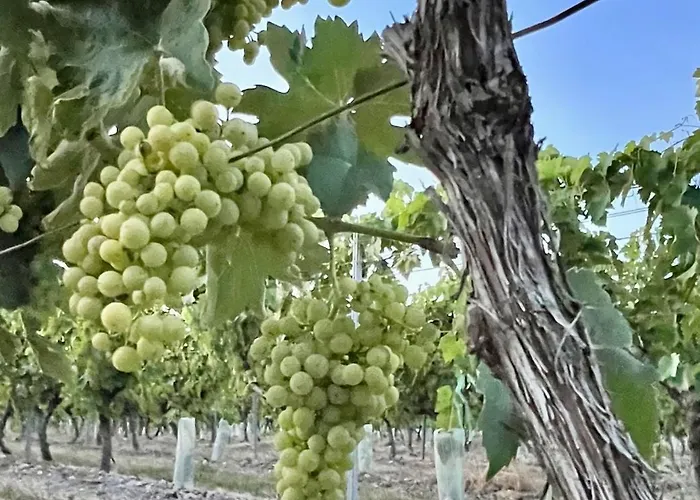 A L'ombre Du Tilleul Berneuil (Charente)